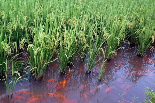 浙江“青田稻魚(yú)米”獲國(guó)家地理標(biāo)志證明商標(biāo)