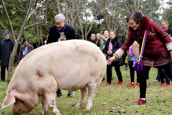 汶川地震13周年，已在彌留之際的“豬堅強”被搶注食品商標(biāo)