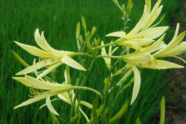 陜西省大荔縣黃花菜獲得國家地理標志證明商標