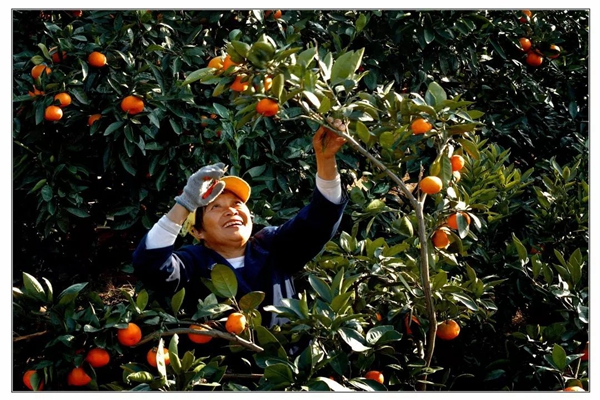 浙江寧波“象山紅美人”地理標(biāo)志證明商標(biāo)核準(zhǔn)注冊