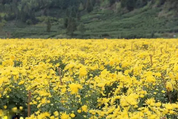 甘肅蘭州“紅古高原皇菊”注冊為國家地理標…