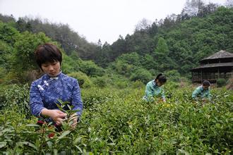 江西浮梁茶葉商標(biāo)獲得著名商標(biāo)成就