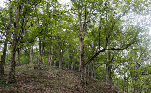 湖南省靖州山核桃獲地理標(biāo)志證明商標(biāo)