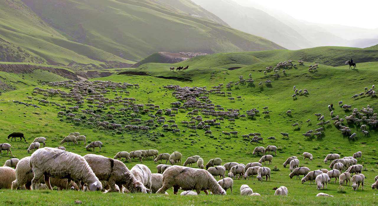 地理標(biāo)志商標(biāo)助力新疆精準(zhǔn)脫貧