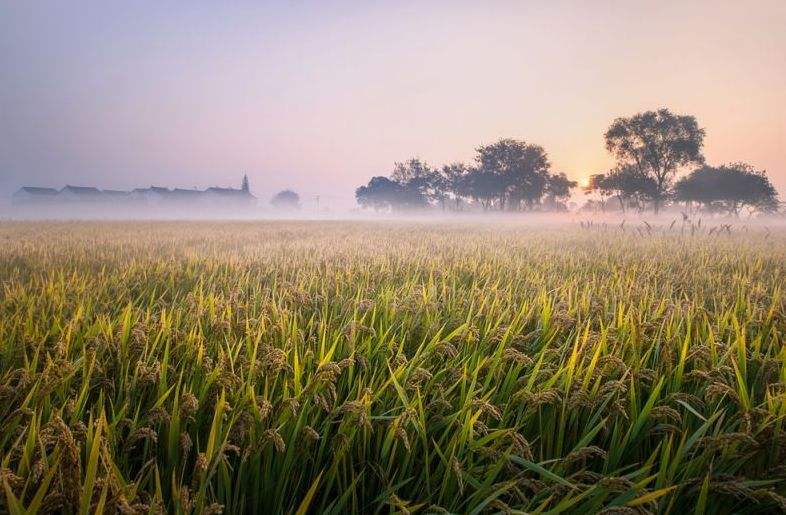 蘇州吳中區(qū)新添地理標(biāo)志商標(biāo)“吳中大米”