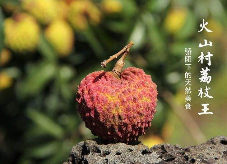 海南海口“火山荔枝”和“火山石斛”獲中國地理標(biāo)志證書