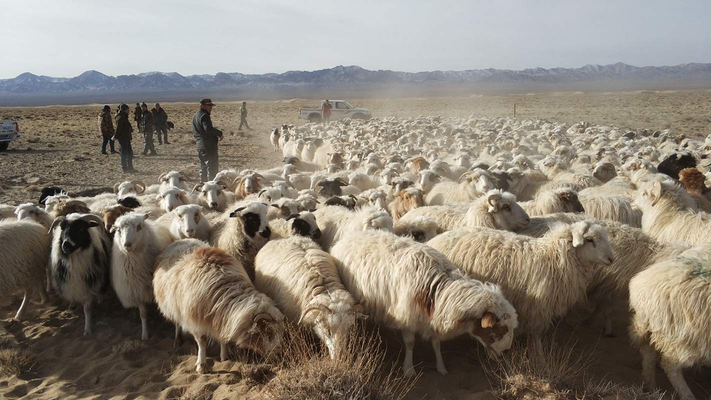 甘肅阿克塞縣“哈爾騰羊肉”獲國家地理標志證明商標