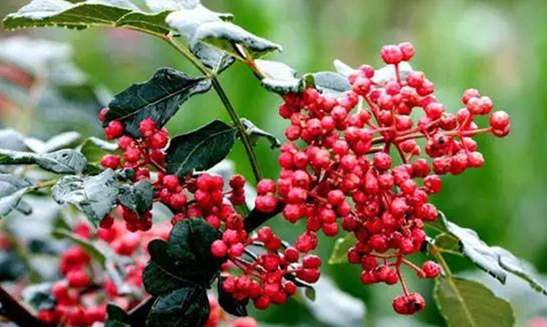 河北井陘“井陘花椒”獲批國家地理標志商標