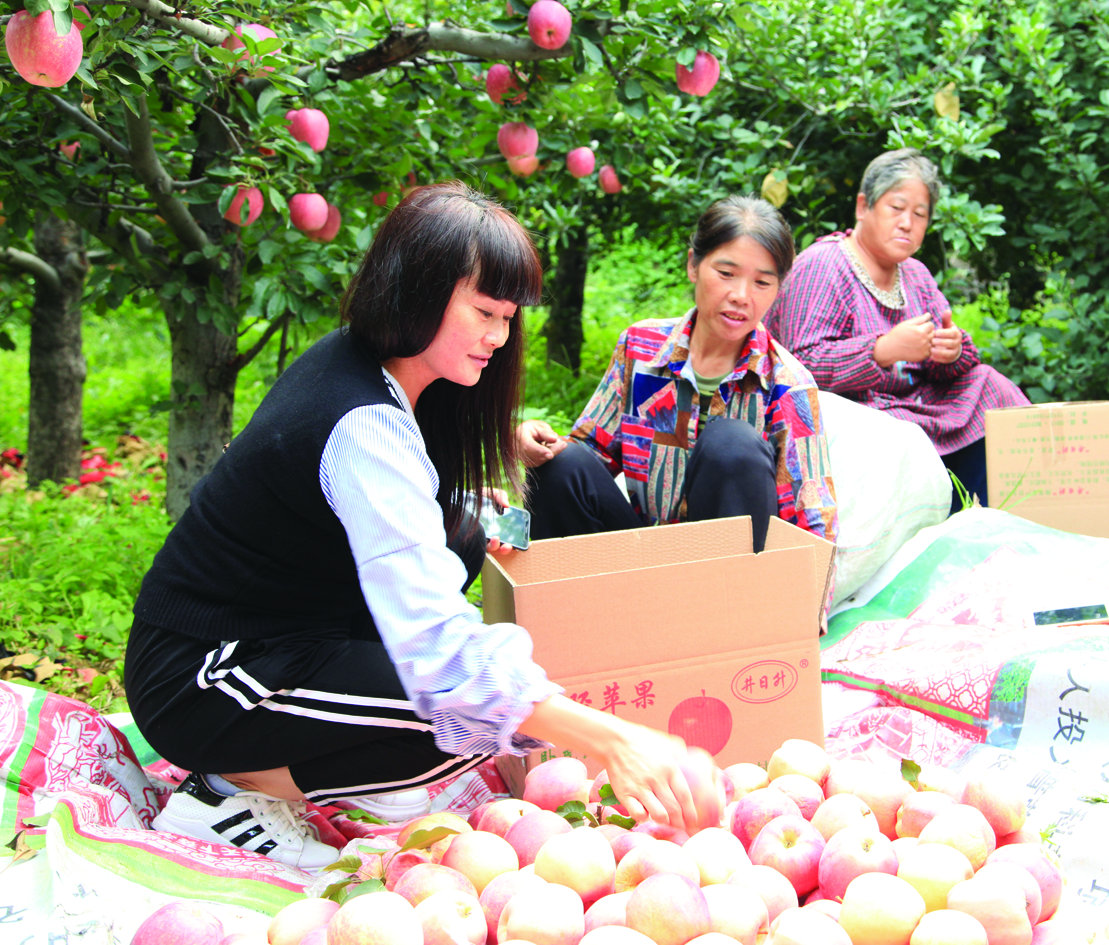 河北井陘“井陘花椒”獲批國家地理標志商標