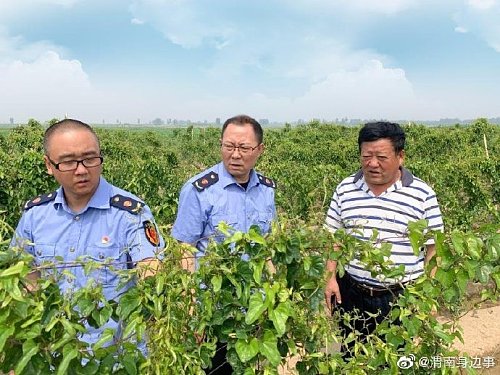  陜西華州區(qū)獲得首個農產品地理標志證明商標“渭南華州山藥”